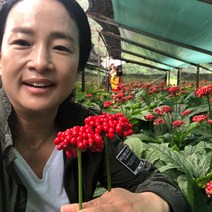 70년재배 홍제원 인삼 홍삼 파삼 난발삼 원수삼 세척삼 무세척삼 면역력증강 파삼 500g, 14_무세척원삼(대)750g(5~7뿌리)