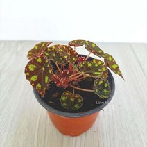 타이거베고니아 베고니아 키우기쉬운 실내공기정화식, 쿠팡 본상품선택