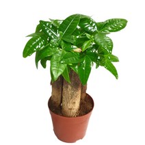 트리앤 1+1 스파트필름/ 호야 테이블야자 고무나무 행운목 스킨답서스 아이비 천냥금 파키라 율마 금전수 나도풍란 리사호야 금전수 보석금전수 문샤인 스투키 토분 공기정화식물, 10.  (1개)파키라(3촉) 1개