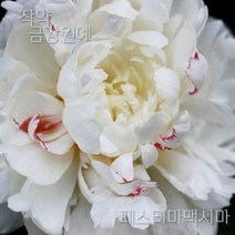 작약 숙근 입고 금강원예, 페스티마맥시마