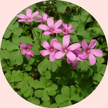청사랑초 3포트화분 꽃화분
