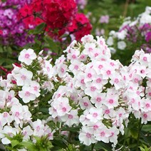 도매플레이스W62990D 키우기 씨 판매 플록스 품종 앗 정원꾸미기 씨앗 종자 야생화 300립 꽃씨 여주 꽃씨앗
