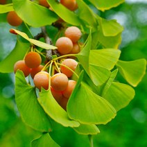 접목 개량 은행나무 묘목 (접1년생) 둥구랑 / 포도송이 은행나무 / 빨리수확하는 우량품종 신품종 TT93