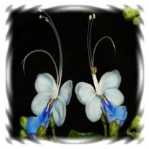 [꽃모종]나비수국 : 10cm분