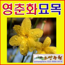 (D소망)영춘화묘목(키 100센치) 5그루