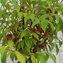 산앵두48