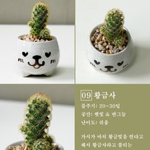 보거스플라워 미니다육이 산세베리아 스투키 정야 베이비핑거 홍미인 귀여운화분, 1개, 황금사