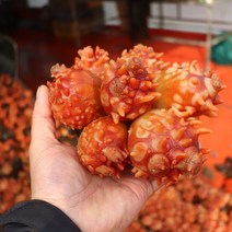 통영 냉동 생물 깐멍게 횟감 깐 멍게살 멍게, 500g, 1개