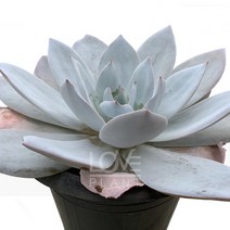 백년(중품)-에케베리아/촘촘한로제트/주걱형잎/백분, 1개