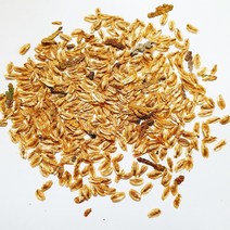 서양측백씨앗20g(1000립)