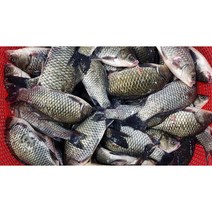 국내산 자연산 참붕어 손질(비늘내장제거) 2kg 한팩, 1개
