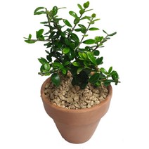 트리앤 올리브나무 무화과 오렌지자스민 영양제, 08. 토분 올리브 1개, 1개