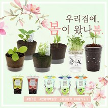 미니화분 식물키우기 (강낭콩 상추 새싹채소 방울토마토 외), 옵션:17)한컵새싹농장 알팔파
