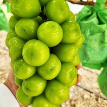 [명절전출고마감] 경북 상주 고당도 망고포도 샤인머스캣 4kg(6-8수), 단품