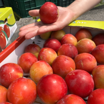 자두 대석 피자두 후무사 도담 추희 하우스 1kg 2kg 2.5kg, 1개, 1kg 중과 12과 내외