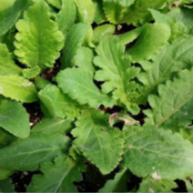 (성실C)엉겅퀴모종 10주 토종 가시엉겅퀴 재래종