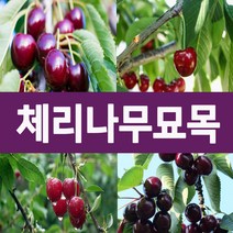 [나무의모든것] 다양한 체리나무묘목 상묘 판매중, 타이톤체리묘목 상묘