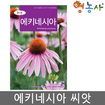 에키네시아 허브씨앗 100립