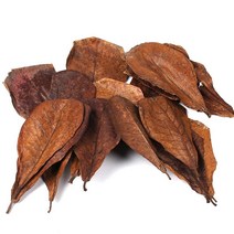 박테리아 PH 알칼리 산성 10pcs 자연 terminalia catappa 잎 수족관 장식 물고기 탱크 청소 도구 물 처리 아몬드 잎 물고기 새로운, 없음