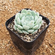 [다육식물]아르바