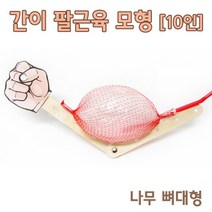 팔근육 모형만들기 10인 초등과학 학습 교재 방과후 연구 관찰 창의 실험 돌봄 실습 수업 준비물