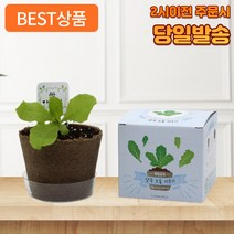 어펄스 상추키우기 베란다 텃밭, 상추