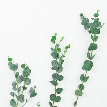 에센셜오일 - 유칼립투스 Eucalyptus, 100ml