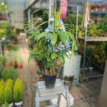 세이브릿지야자 대나무야자 중대품 50~80cm 119