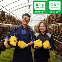 지설농장 유기농 상황버섯 절편, 1개, 100g
