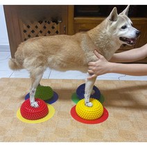 강아지재활용품 슬개골 탈구 예방 재활 짐볼 훈련 근력 강아지 운동기구, 두리안 공 4개 + 보정 슬라이스  4개