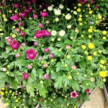 에덴플랜트 (5개한세트) 국화 소품 미니국화 소국 가을꽃 국화화분 꽃식물 생화 다년초 노지월동 색상랜덤, 5개