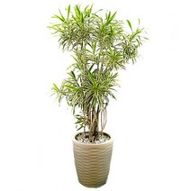 송오브인디아 ej1 개업 집들이 축하 선물 거실 인테리