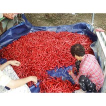 1근 600g국내산 22년도꼭지제거 최상급 세척 건고추 마른고추, 고추가루 600g