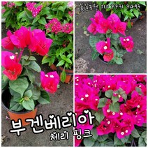 부겐베리아 체리핑크 0012 특대 0088 랜덤 공기정화식물/미세먼지/공기정화효과 공기정화식물