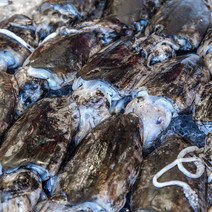 서해안 국내산 갑오징어 1kg 생물 급냉 오징어회 통찜
