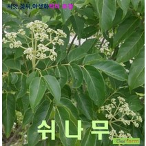 희귀종자 쉬나무 씨앗 50립, 상세페이지 참조