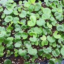 털머위모종 50주(50구 1판), 1개