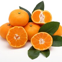 한정특가 새콤함 달콤함의 조화 제주 조생 감귤 5kg/10kg, L~2L 중대과_5kg