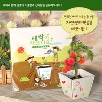 꿈쟁이 에코팟 자연생태학습용 해바라기, 단품
