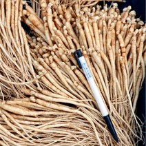 청춘농원 2년근 (400종) 묘삼 250g 심는용도 종삼 인삼모종 장뇌삼 산양삼, 400종 250g 산양삼용 미발아처리