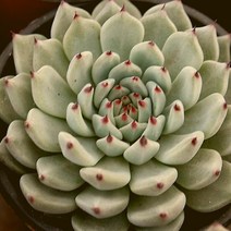 원종자라고사 예쁜다육 랜덤발송 1106-107, 단품
