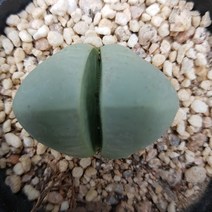 트리앤 리톱스 용신목 꽃기린 괴마옥 다육이 대왕 꽃기린 루비 축전 토분 괴마옥 도로시 탑레드 금영 마옥 선인장, 08. 금영 1개, 1개