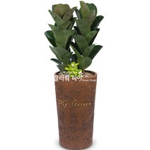 플라워피아 개업화분 집들이 승진 취임선물 공기정화식물 관엽식물 축하 인테리어, 1개, 고무나무