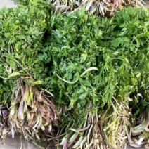 자연산 울릉도 전호나물 바디나물 3kg, 1kg