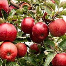 부사사과 고당도 꿀 사과, 사과 2.5kg 중과 10과 내외, 1개