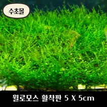 [수초몰] 윌로모스 (월로모스) 5cm X 5cm 활착판 /활착 모스 초보수초 음성수초 활착수초 활착모스 모스활착 피규어모스 화산석활착 구피 새우 수초맛집 피규어활착 피규어 모스볼, 3개