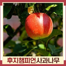 사과나무 묘목 후지챔피언(챔피언부사) 접목1년생 뿌리묘 1개