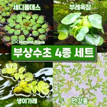 둥둥 수조 위 뜨는 부상 수초 키우기 4종 세트(SET36), 단품