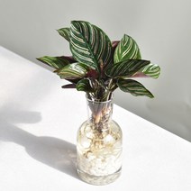 필플랜트 키우기 쉬운 수경재배식물 DIY세트, 식물만(글라스X), 16.칼라데아 오나타(글라스 미포함)
