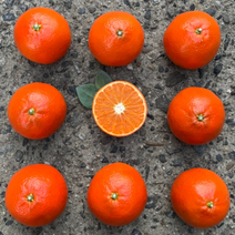 제주 홍매향 5kg 선물세트 홍미향 동백향 썬레드 미화향 미하야 홍귤, 제주 홍매향 5kg 선물세트 홍미